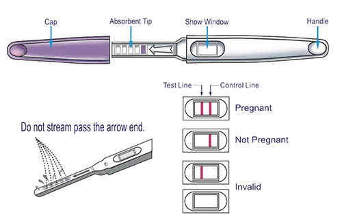 Pregnancy test stick is to detect the presence of hCG, which is produced by the placenta after a fertilized egg implants in the uterus. The level of hCG doubles every 48 hours after conception